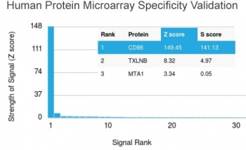 CD86 Antibody