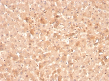 Factor VII Antibody
