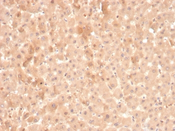 Factor VII Antibody