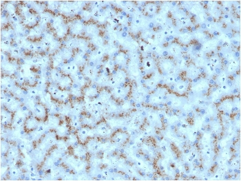 APOD Antibody / Apolipoprotein D