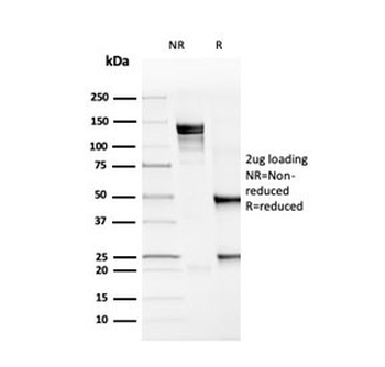 PD-L1 Antibody / B7-H1 / CD274
