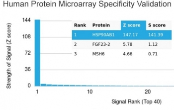 HSP90 beta Antibody / HSP90AB1