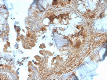 HSP90 beta Antibody / HSP90AB1