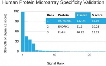 HSP90 beta Antibody / HSP90AB1