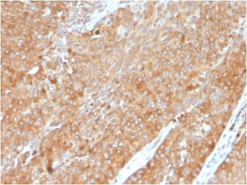 HSP90 beta Antibody / HSP90AB1