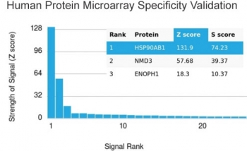 HSP90 beta Antibody / HSP90AB1