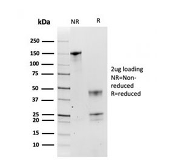 HSP90 beta Antibody / HSP90AB1