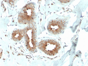 Mammaglobin A Antibody / SCGB2A2