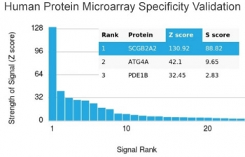 Mammaglobin A Antibody / SCGB2A2