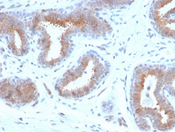 Mammaglobin A Antibody / SCGB2A2