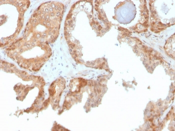 SOD1 Antibody / Superoxide Dismutase 1