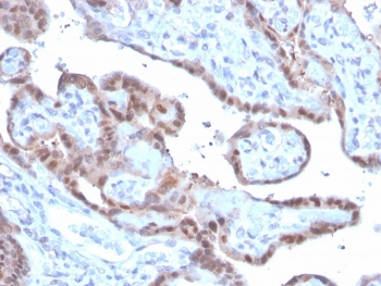 SOD1 Antibody / Superoxide Dismutase 1