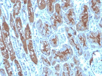 SOD1 Antibody / Superoxide Dismutase 1
