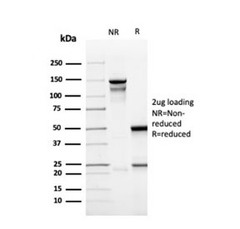 CD137 Antibody / 4-1BB / TNFRSF9