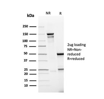 PD-L1 Antibody / B7-H1 / CD274