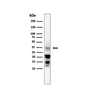 DAZL Antibody
