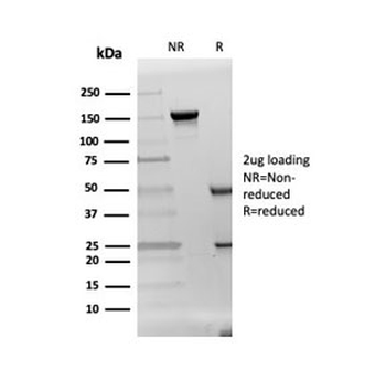 DAZL Antibody