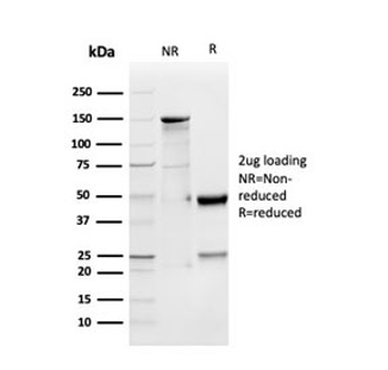 GDF9 Antibody / Growth Differentiation Factor 9