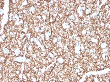 MBP Antibody / Myelin Basic Protein