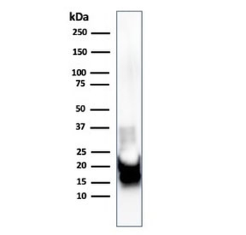 MBP Antibody / Myelin Basic Protein