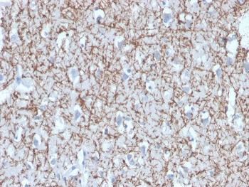 MBP Antibody / Myelin Basic Protein