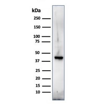MBP Antibody / Myelin Basic Protein