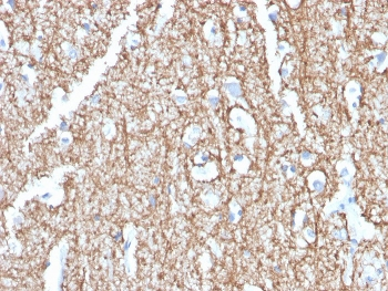 MBP Antibody / Myelin Basic Protein