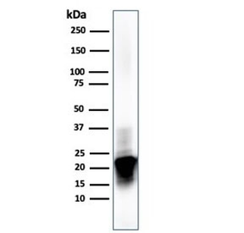MBP Antibody / Myelin Basic Protein