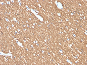 MBP Antibody / Myelin Basic Protein