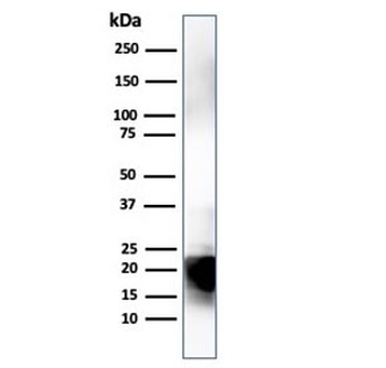 MBP Antibody / Myelin Basic Protein