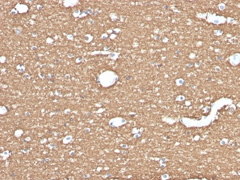 MBP Antibody / Myelin Basic Protein