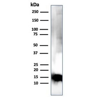 MBP Antibody / Myelin Basic Protein