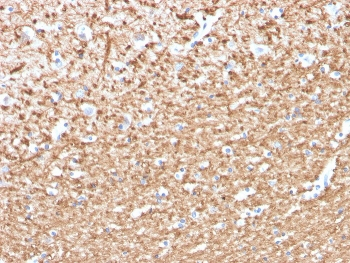 MBP Antibody / Myelin Basic Protein