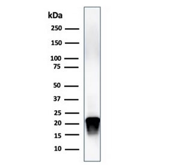 MBP Antibody / Myelin Basic Protein