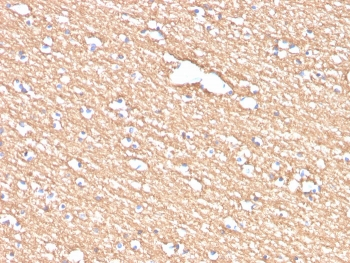 Myelin PLP Antibody