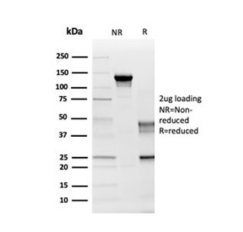 Myelin PLP Antibody