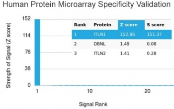 ITLN1 Antibody / Intelectin 1 / Omentin