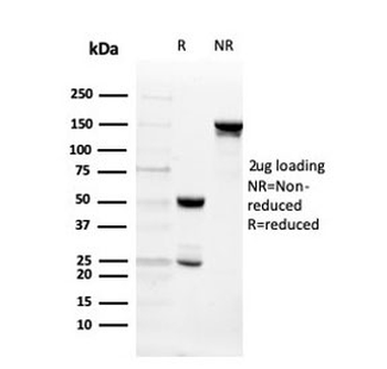ITLN1 Antibody / Intelectin 1 / Omentin