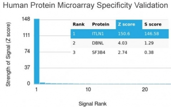 ITLN1 Antibody / Intelectin 1 / Omentin