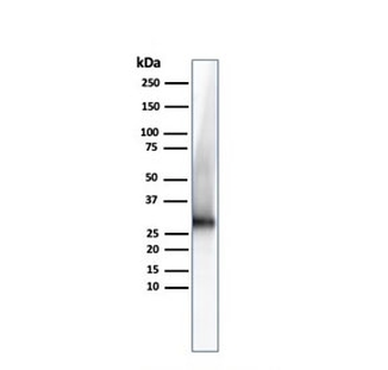 Adiponectin Antibody