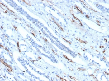 Adiponectin Antibody