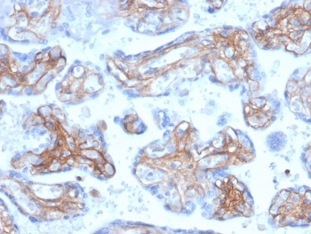 Periostin Antibody