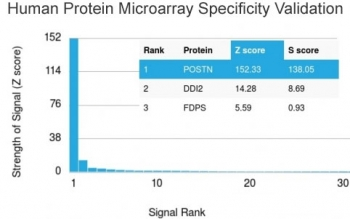 Periostin Antibody