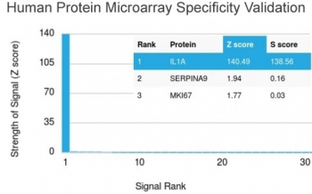 IL1 alpha Antibody / IL1A