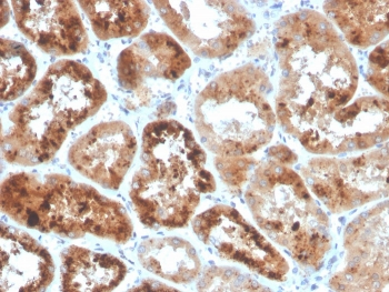 RBP4 Antibody / Retinol Binding Protein 4