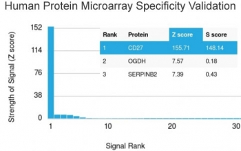 CD27 Antibody