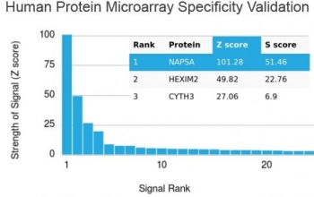 Napsin A Antibody