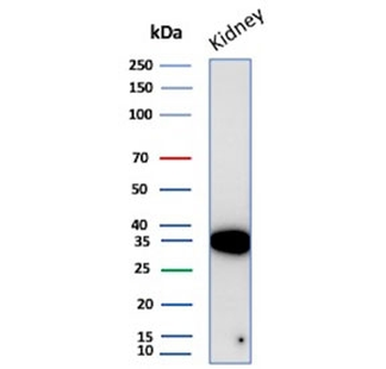 Napsin A Antibody