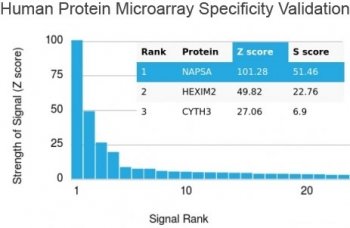 Napsin A Antibody