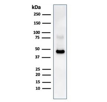 CD38 Antibody